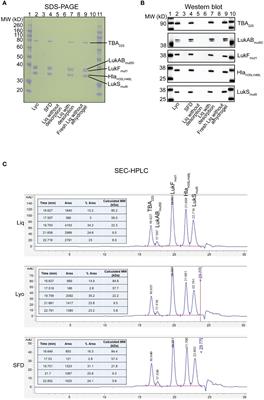 Dry and liquid formulations of IBT-V02, a novel multi-component toxoid vaccine, are effective against Staphylococcus aureus isolates from low-to-middle income countries